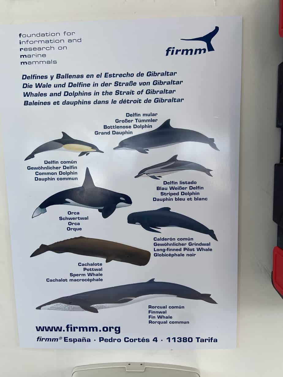 Whale Watching in Tarifa