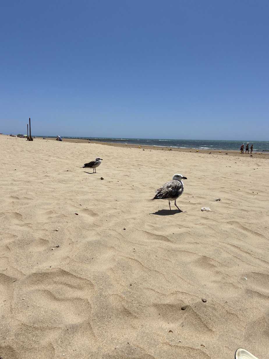 Immer noch in Spanien